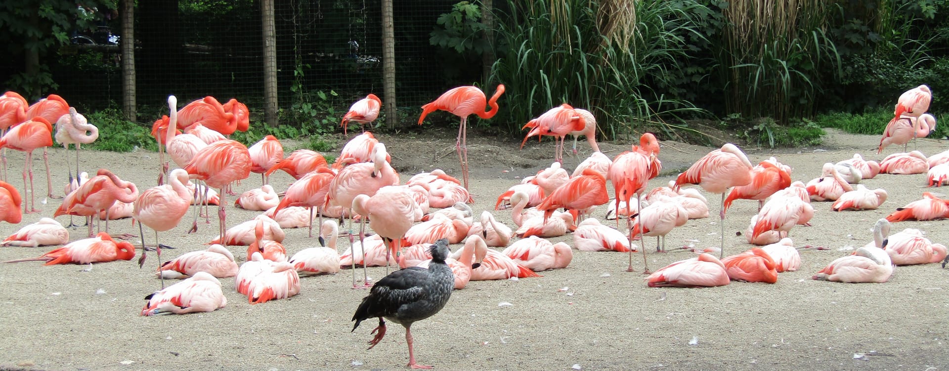 Welcome to Do Flamingos Know They're Pink