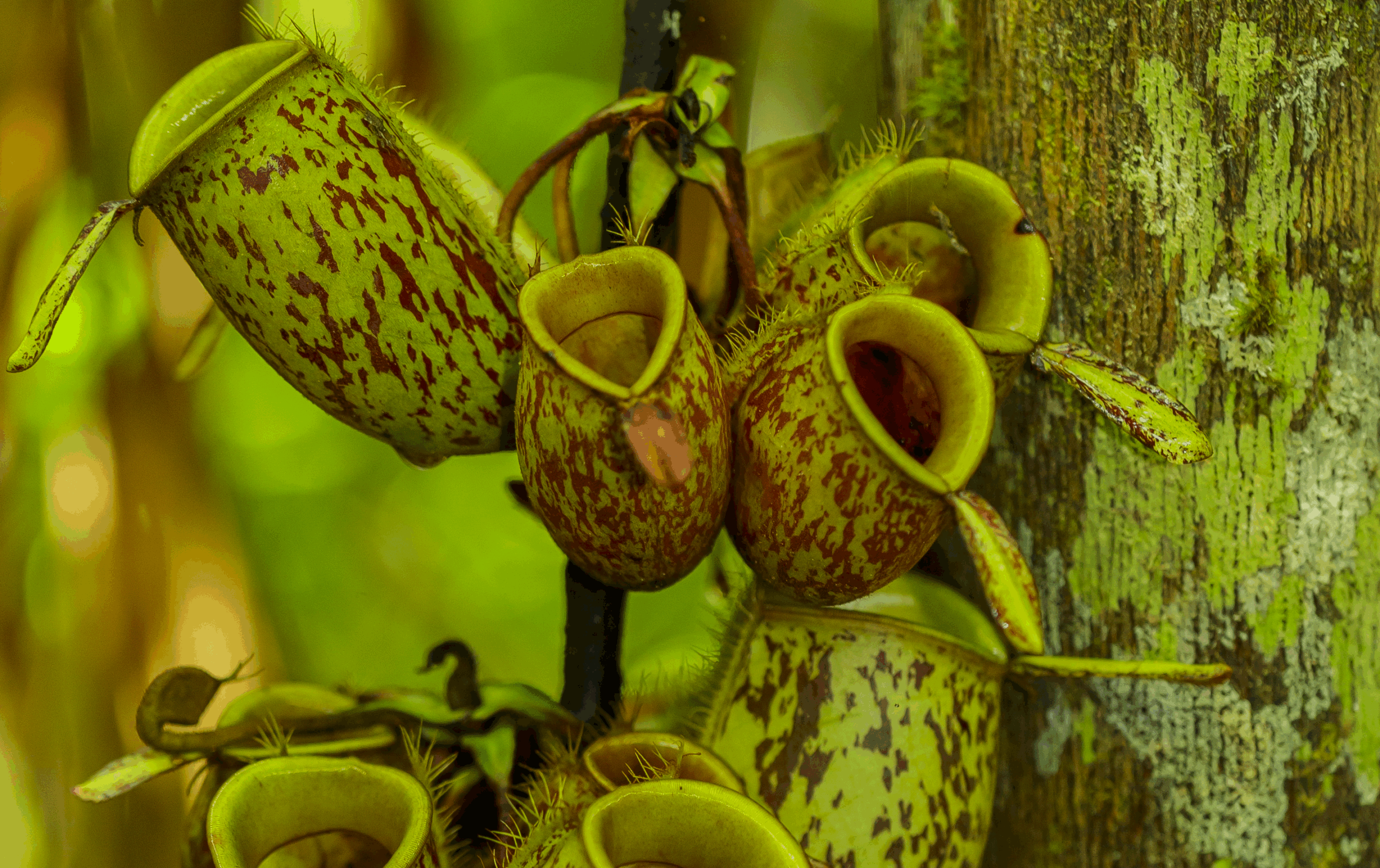 FOSS is more than just Licences