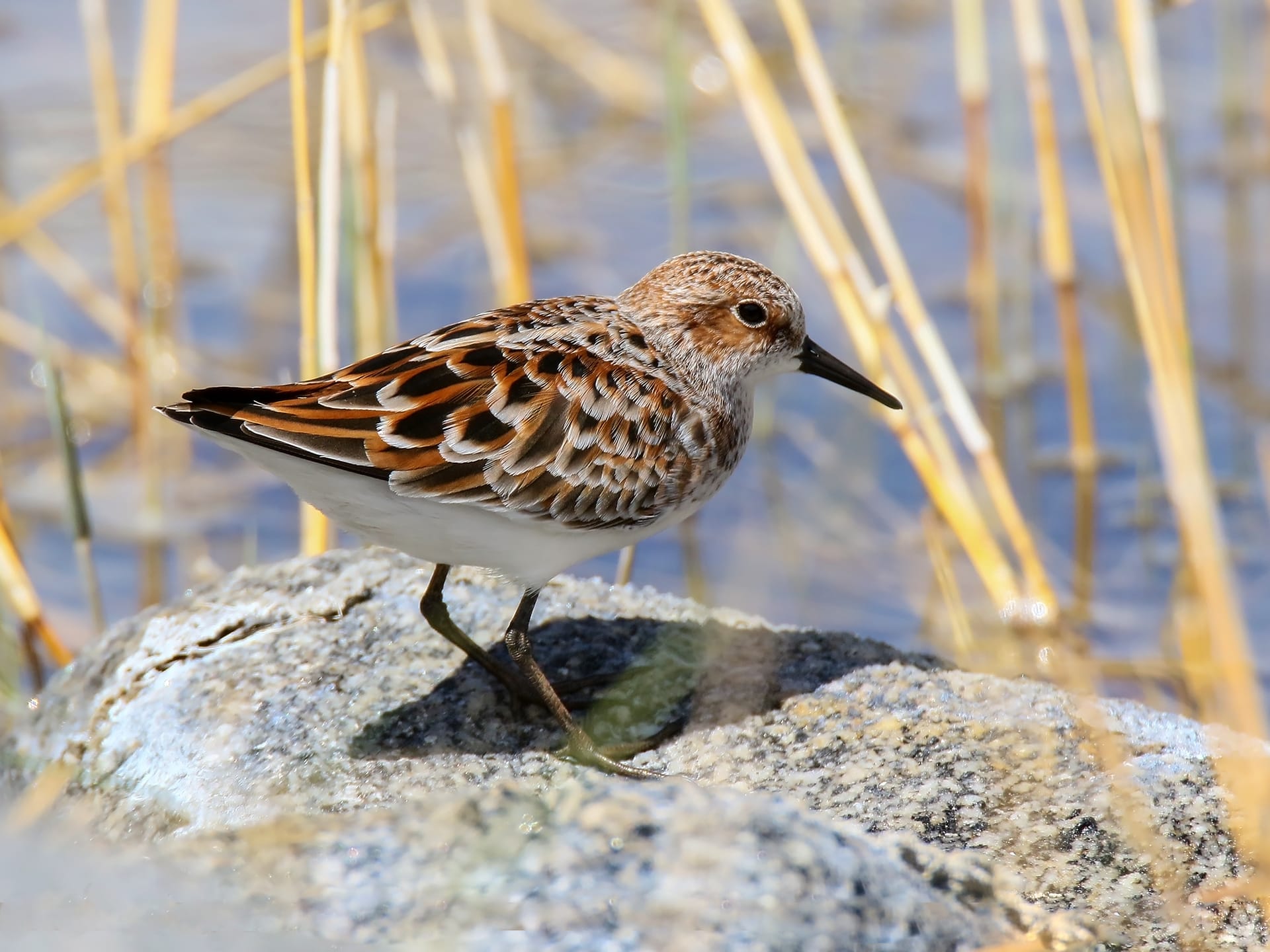 A little stint, a very small brown and white wading bird, standing in shallow water at the edge of a lake.